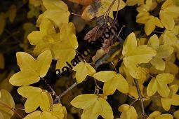 Dreilappiger Ahorn, Französischer Ahorn, Burgen-Ahorn, Montpellier-Ahorn, Acer monspessulanum, Aceraceae, Acer monspessulanum, Dreilappiger Ahorn, Französischer Ahorn, Burgen-Ahorn, Montpellier-Ahorn, fruchtend und Herbstfärbung Kauf von 01834_acer_monspessulanum_dsc_1015.jpg