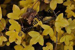 Dreilappiger Ahorn, Französischer Ahorn, Burgen-Ahorn, Montpellier-Ahorn, Acer monspessulanum, Aceraceae, Acer monspessulanum, Dreilappiger Ahorn, Französischer Ahorn, Burgen-Ahorn, Montpellier-Ahorn, fruchtend und Herbstfärbung Kauf von 01834_acer_monspessulanum_dsc_1016.jpg
