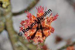 Silber-Ahorn, Acer saccharinum, Acer dasycarpum, Acer saccharinum, Acer dasycarpum, Silber-Ahorn, Aceraceae, Blatt mit Gallen, Gallen durch Gallmilbe Vasates quadripedes Kauf von 01837_acer_saccharinum_dsc_1920.jpg