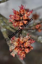 Silber-Ahorn, Acer saccharinum, Acer dasycarpum, Acer saccharinum, Acer dasycarpum, Silber-Ahorn, Aceraceae, Blatt mit Gallen, Gallen durch Gallmilbe Vasates quadripedes Kauf von 01837_acer_saccharinum_dsc_1921.jpg