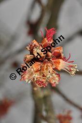 Silber-Ahorn, Acer saccharinum, Acer dasycarpum, Acer saccharinum, Acer dasycarpum, Silber-Ahorn, Aceraceae, Blatt mit Gallen, Gallen durch Gallmilbe Vasates quadripedes Kauf von 01837_acer_saccharinum_dsc_1923.jpg