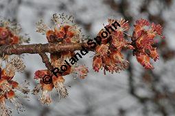 Silber-Ahorn, Acer saccharinum, Acer dasycarpum, Acer saccharinum, Acer dasycarpum, Silber-Ahorn, Aceraceae, Blatt mit Gallen, Gallen durch Gallmilbe Vasates quadripedes Kauf von 01837_acer_saccharinum_dsc_1924.jpg