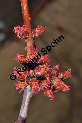 Silber-Ahorn, Acer saccharinum, Acer dasycarpum, Acer saccharinum, Acer dasycarpum, Silber-Ahorn, Aceraceae, Blatt mit Gallen, Gallen durch Gallmilbe Vasates quadripedes Kauf von 01837_acer_saccharinum_dsc_1925.jpg