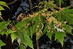 Silber-Ahorn, Acer saccharinum, Acer dasycarpum, Acer saccharinum, Acer dasycarpum, Silber-Ahorn, Aceraceae, Blatt mit Gallen, Gallen durch Gallmilbe Vasates quadripedes Kauf von 01837_acer_saccharinum_dsc_2189.jpg