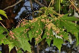 Silber-Ahorn, Acer saccharinum, Acer dasycarpum, Acer saccharinum, Acer dasycarpum, Silber-Ahorn, Aceraceae, Blatt mit Gallen, Gallen durch Gallmilbe Vasates quadripedes Kauf von 01837_acer_saccharinum_dsc_2190.jpg
