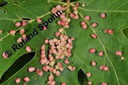 Silber-Ahorn, Acer saccharinum, Acer dasycarpum, Acer saccharinum, Acer dasycarpum, Silber-Ahorn, Aceraceae, Blatt mit Gallen, Gallen durch Gallmilbe Vasates quadripedes Kauf von 01837_acer_saccharinum_dsc_2191.jpg