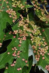 Silber-Ahorn, Acer saccharinum, Acer dasycarpum, Acer saccharinum, Acer dasycarpum, Silber-Ahorn, Aceraceae, Blatt mit Gallen, Gallen durch Gallmilbe Vasates quadripedes Kauf von 01837_acer_saccharinum_dsc_2192.jpg