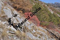 Europäischer Perückenstrauch, Grüner Perückenstrauch, Fisettholz, Cotinus coggygria und Wald-Kiefer, Pinus sylvestris, Anacardiaceae, Cotinus coggygria, Europäischer Perückenstrauch, Grüner Perückenstrauch, Fisettholz, Habitat Kauf von 01878_cotinus_coggygria_dsc_1253.jpg