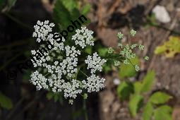 Große Bibernelle, Großer Bibernell, Pimpinella major, Pimpinella magna, Pimpinella glabra, Pimpinella major, Pimpinella magna, Pimpinella glabra, Große Bibernelle, Großer Bibernell, Apiaceae, Blühend Kauf von 01926_pimpinella_major_dsc_2545.jpg
