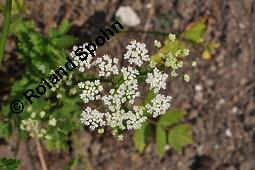 Große Bibernelle, Großer Bibernell, Pimpinella major, Pimpinella magna, Pimpinella glabra, Pimpinella major, Pimpinella magna, Pimpinella glabra, Große Bibernelle, Großer Bibernell, Apiaceae, Blühend Kauf von 01926_pimpinella_major_dsc_2546.jpg