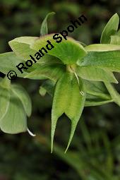 Stinkende Nieswurz, Helleborus foetidus, Helleborus foetidus, Stinkende Nieswurz, Ranunculaceae, unreif fruchtend Kauf von 01946_helleborus_foetidus_dsc_8791.jpg