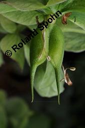 Stinkende Nieswurz, Helleborus foetidus, Helleborus foetidus, Stinkende Nieswurz, Ranunculaceae, unreif fruchtend Kauf von 01946_helleborus_foetidus_dsc_8792.jpg