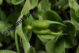 Stinkende Nieswurz, Helleborus foetidus, Helleborus foetidus, Stinkende Nieswurz, Ranunculaceae, unreif fruchtend Kauf von 01946_helleborus_foetidus_dsc_8793.jpg