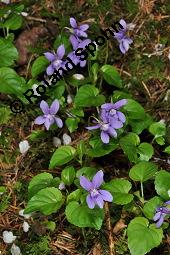 Wald-Veilchen, Viola reichenbachiana, Viola sylvestris, Viola sylvatica, Viola reichenbachiana, Viola sylvestris, Viola sylvatica, Wald-Veilchen, Violaceae, Blühend Kauf von 01990_viola_reichenbachiana_dsc_0118.jpg