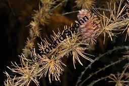 Japanische Lärche, Larix kaempferi, Larix leptolepis, Pinaceae, Larix kaempferi, Larix leptolepis, Japanische Lärche, fruchtend und Herbstfärbung Kauf von 01997_larix_kaempferi_dsc_0962.jpg