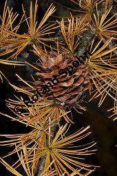 Japanische Lärche, Larix kaempferi, Larix leptolepis, Pinaceae, Larix kaempferi, Larix leptolepis, Japanische Lärche, fruchtend und Herbstfärbung Kauf von 01997_larix_kaempferi_dsc_0965.jpg