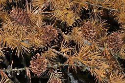 Japanische Lärche, Larix kaempferi, Larix leptolepis, Pinaceae, Larix kaempferi, Larix leptolepis, Japanische Lärche, fruchtend und Herbstfärbung Kauf von 01997_larix_kaempferi_dsc_0966.jpg