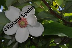 Siebolds Magnolie, Magnolia sieboldii, Magnolia parviflora, Magnolia sieboldii, Magnolia parviflora, Siebolds Magnolie, Magnoliaceae, Blüte Kauf von 02092_magnolia_sieboldii_dsc_4382.jpg