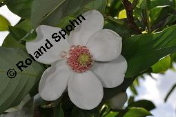 Siebolds Magnolie, Magnolia sieboldii, Magnolia parviflora, Magnolia sieboldii, Magnolia parviflora, Siebolds Magnolie, Magnoliaceae, Blüte Kauf von 02092_magnolia_sieboldii_dsc_4383.jpg