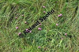 Kartäuser-Nelke, Dianthus carthusianorum, Caryophyllaceae, Dianthus carthusianorum, Kartäuser-Nelke, Habitus blühend Kauf von 02134_dianthus_carthusianorum_dsc_0081.jpg