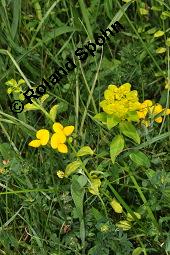 Kartäuser-Nelke, Dianthus carthusianorum, Caryophyllaceae, Dianthus carthusianorum, Kartäuser-Nelke, Habitus blühend Kauf von 02137_euphorbia_verrucosa_dsc_1539.jpg