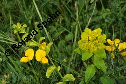 Kartäuser-Nelke, Dianthus carthusianorum, Caryophyllaceae, Dianthus carthusianorum, Kartäuser-Nelke, Habitus blühend Kauf von 02137_euphorbia_verrucosa_dsc_1541.jpg