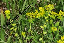 Kartäuser-Nelke, Dianthus carthusianorum, Caryophyllaceae, Dianthus carthusianorum, Kartäuser-Nelke, Habitus blühend Kauf von 02137_euphorbia_verrucosa_dsc_1544.jpg