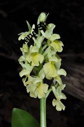 Blasses Knabenkraut, Orchis pallens, Orchis pallens, Blasses Knabenkraut, Orchidaceae, Blühend Kauf von 02140_orchis_pallens_dsc_0153.jpg