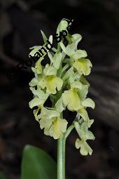 Blasses Knabenkraut, Orchis pallens, Orchis pallens, Blasses Knabenkraut, Orchidaceae, Blühend Kauf von 02140_orchis_pallens_dsc_0154.jpg