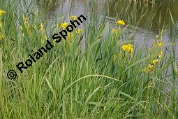 Gelbe Schwertlilie, Sumpf-Schwertlilie, Iris pseudacorus, Iris pseudacorus, Gelbe Schwertlilie, Sumpf-Schwertlilie, Bourbonenlilie, Iridaceae, mit Blattwespe, Imago einer Blattwespe (Tenthridae) Kauf von 02143_iris_pseudacorus_dsc_4520.jpg