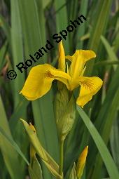 Gelbe Schwertlilie, Sumpf-Schwertlilie, Iris pseudacorus, Iris pseudacorus, Gelbe Schwertlilie, Sumpf-Schwertlilie, Bourbonenlilie, Iridaceae, mit Blattwespe, Imago einer Blattwespe (Tenthridae) Kauf von 02143_iris_pseudacorus_dsc_4521.jpg