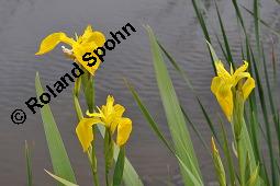 Gelbe Schwertlilie, Sumpf-Schwertlilie, Iris pseudacorus, Iris pseudacorus, Gelbe Schwertlilie, Sumpf-Schwertlilie, Bourbonenlilie, Iridaceae, mit Blattwespe, Imago einer Blattwespe (Tenthridae) Kauf von 02143_iris_pseudacorus_dsc_4523.jpg