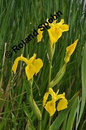 Gelbe Schwertlilie, Sumpf-Schwertlilie, Iris pseudacorus, Iris pseudacorus, Gelbe Schwertlilie, Sumpf-Schwertlilie, Bourbonenlilie, Iridaceae, mit Blattwespe, Imago einer Blattwespe (Tenthridae) Kauf von 02143_iris_pseudacorus_dsc_4524.jpg