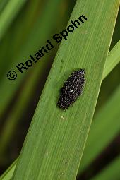 Gelbe Schwertlilie, Sumpf-Schwertlilie, Iris pseudacorus, Iris pseudacorus, Gelbe Schwertlilie, Sumpf-Schwertlilie, Bourbonenlilie, Iridaceae, mit Blattwespe, Imago einer Blattwespe (Tenthridae) Kauf von 02143_iris_pseudacorus_dsc_5638.jpg