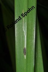 Gelbe Schwertlilie, Sumpf-Schwertlilie, Iris pseudacorus, Iris pseudacorus, Gelbe Schwertlilie, Sumpf-Schwertlilie, Bourbonenlilie, Iridaceae, mit Blattwespe, Imago einer Blattwespe (Tenthridae) Kauf von 02143_iris_pseudacorus_dsc_7083.jpg