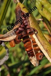 Gelbe Schwertlilie, Sumpf-Schwertlilie, Iris pseudacorus, Iris pseudacorus, Gelbe Schwertlilie, Sumpf-Schwertlilie, Bourbonenlilie, Iridaceae, mit Blattwespe, Imago einer Blattwespe (Tenthridae) Kauf von 02143_iris_pseudacorus_dsc_7439.jpg
