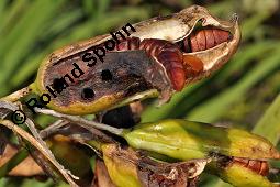 Gelbe Schwertlilie, Sumpf-Schwertlilie, Iris pseudacorus, Iris pseudacorus, Gelbe Schwertlilie, Sumpf-Schwertlilie, Bourbonenlilie, Iridaceae, mit Blattwespe, Imago einer Blattwespe (Tenthridae) Kauf von 02143_iris_pseudacorus_dsc_7440.jpg