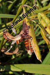 Gelbe Schwertlilie, Sumpf-Schwertlilie, Iris pseudacorus, Iris pseudacorus, Gelbe Schwertlilie, Sumpf-Schwertlilie, Bourbonenlilie, Iridaceae, mit Blattwespe, Imago einer Blattwespe (Tenthridae) Kauf von 02143_iris_pseudacorus_dsc_7441.jpg