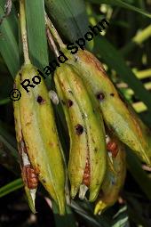 Gelbe Schwertlilie, Sumpf-Schwertlilie, Iris pseudacorus, Iris pseudacorus, Gelbe Schwertlilie, Sumpf-Schwertlilie, Bourbonenlilie, Iridaceae, mit Blattwespe, Imago einer Blattwespe (Tenthridae) Kauf von 02143_iris_pseudacorus_dsc_7442.jpg