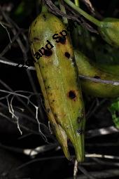 Gelbe Schwertlilie, Sumpf-Schwertlilie, Iris pseudacorus, Iris pseudacorus, Gelbe Schwertlilie, Sumpf-Schwertlilie, Bourbonenlilie, Iridaceae, mit Blattwespe, Imago einer Blattwespe (Tenthridae) Kauf von 02143_iris_pseudacorus_dsc_7444.jpg