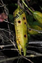 Gelbe Schwertlilie, Sumpf-Schwertlilie, Iris pseudacorus, Iris pseudacorus, Gelbe Schwertlilie, Sumpf-Schwertlilie, Bourbonenlilie, Iridaceae, mit Blattwespe, Imago einer Blattwespe (Tenthridae) Kauf von 02143_iris_pseudacorus_dsc_7445.jpg