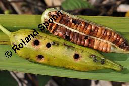 Gelbe Schwertlilie, Sumpf-Schwertlilie, Iris pseudacorus, Iris pseudacorus, Gelbe Schwertlilie, Sumpf-Schwertlilie, Bourbonenlilie, Iridaceae, mit Blattwespe, Imago einer Blattwespe (Tenthridae) Kauf von 02143_iris_pseudacorus_dsc_7446.jpg