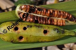 Gelbe Schwertlilie, Sumpf-Schwertlilie, Iris pseudacorus, Iris pseudacorus, Gelbe Schwertlilie, Sumpf-Schwertlilie, Bourbonenlilie, Iridaceae, mit Blattwespe, Imago einer Blattwespe (Tenthridae) Kauf von 02143_iris_pseudacorus_dsc_7447.jpg