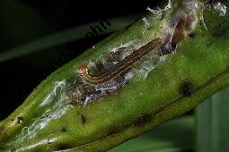 Gelbe Schwertlilie, Sumpf-Schwertlilie, Iris pseudacorus, Iris pseudacorus, Gelbe Schwertlilie, Sumpf-Schwertlilie, Bourbonenlilie, Iridaceae, mit Blattwespe, Imago einer Blattwespe (Tenthridae) Kauf von 02143_iris_pseudacorus_dsc_7558.jpg