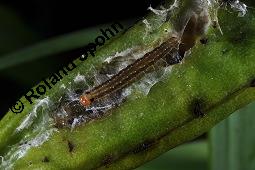 Gelbe Schwertlilie, Sumpf-Schwertlilie, Iris pseudacorus, Iris pseudacorus, Gelbe Schwertlilie, Sumpf-Schwertlilie, Bourbonenlilie, Iridaceae, mit Blattwespe, Imago einer Blattwespe (Tenthridae) Kauf von 02143_iris_pseudacorus_dsc_7559.jpg