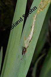 Gelbe Schwertlilie, Sumpf-Schwertlilie, Iris pseudacorus, Iris pseudacorus, Gelbe Schwertlilie, Sumpf-Schwertlilie, Bourbonenlilie, Iridaceae, mit Blattwespe, Imago einer Blattwespe (Tenthridae) Kauf von 02143_iris_pseudacorus_dsc_8788.jpg