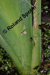 Gelbe Schwertlilie, Sumpf-Schwertlilie, Iris pseudacorus, Iris pseudacorus, Gelbe Schwertlilie, Sumpf-Schwertlilie, Bourbonenlilie, Iridaceae, mit Blattwespe, Imago einer Blattwespe (Tenthridae) Kauf von 02143_iris_pseudacorus_dsc_8790.jpg