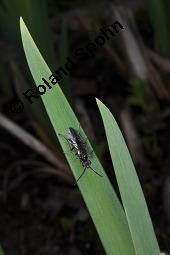 Gelbe Schwertlilie, Sumpf-Schwertlilie, Iris pseudacorus, Iris pseudacorus, Gelbe Schwertlilie, Sumpf-Schwertlilie, Bourbonenlilie, Iridaceae, mit Blattwespe, Imago einer Blattwespe (Tenthridae) Kauf von 02143_iris_pseudacorus_dsc_8926.jpg