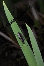 Gelbe Schwertlilie, Sumpf-Schwertlilie, Iris pseudacorus, Iris pseudacorus, Gelbe Schwertlilie, Sumpf-Schwertlilie, Bourbonenlilie, Iridaceae, mit Blattwespe, Imago einer Blattwespe (Tenthridae) Kauf von 02143_iris_pseudacorus_dsc_8927.jpg