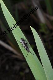 Gelbe Schwertlilie, Sumpf-Schwertlilie, Iris pseudacorus, Iris pseudacorus, Gelbe Schwertlilie, Sumpf-Schwertlilie, Bourbonenlilie, Iridaceae, mit Blattwespe, Imago einer Blattwespe (Tenthridae) Kauf von 02143_iris_pseudacorus_dsc_8928.jpg